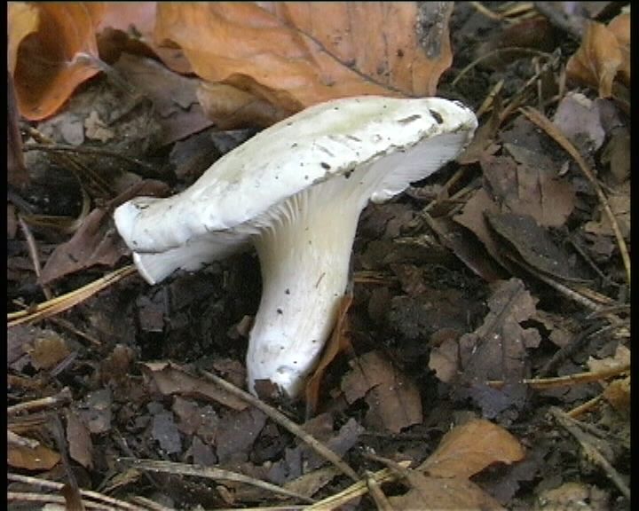 Clitopilus  cystidiatus       Hauskn. & Noordel.